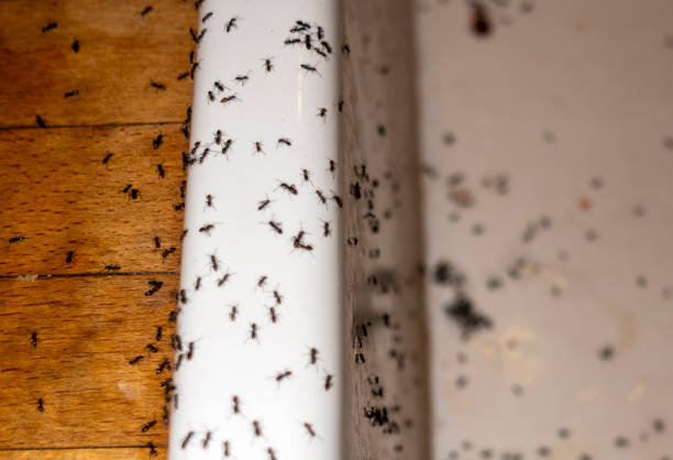 Best Rat Extermination Near Me  in Harpersville, AL
