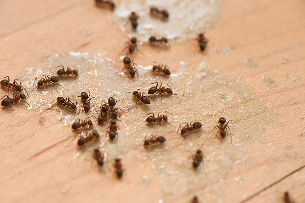 Best Exterminator Services  in Harpersville, AL